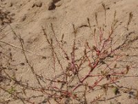 Corispermum leptopterum 2, Saxifraga-Jan Willem Jongepier