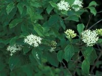 Cornus sanguinea 31, Rode kornoelje, Saxifraga-Jan van der Straaten