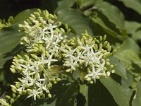 Cornus sanguinea 1, Rode kornoelje, Saxifraga-Jan van der Straaten