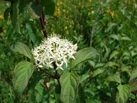 Cornus sanguinea 13, Rode kornoelje, Saxifraga-Jasenka Topic