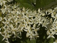 Cornus sanguinea 16, Rode kornoelje, Saxifraga-Jan van der Straaten