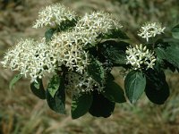 Cornus sanguinea 2, Rode kornoelje, Saxifraga-Jan van der Straaten