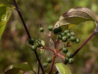 Cornus sanguinea 28, Rode kornoelje, Saxifraga-Jan van der Straaten