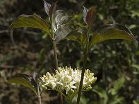 Cornus sanguinea 3, Rode kornoelje, Saxifraga-Marijke Verhagen