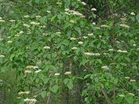 Cornus sanguinea 32, Rode kornoelje, Saxifraga-Hans Grotenhuis