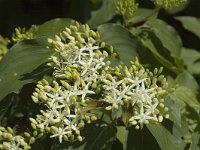 Cornus sanguinea 4, Rode kornoelje, Saxifraga-Jan van der Straaten