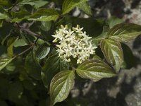 Cornus sanguinea 5, Rode kornoelje, Saxifraga-Marijke Verhagen