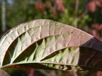 Cornus sanguinea ssp australis 20, Saxifraga-Rutger Barendse