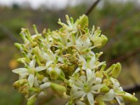 Cornus sanguinea ssp australis 21, Saxifraga-Rutger Barendse