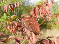 Cornus sanguinea ssp australis 23, Saxifraga-Rutger Barendse