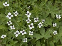 Cornus suecica 57, Zweedse kornoelje, Saxifraga-Willem van Kruijsbergen