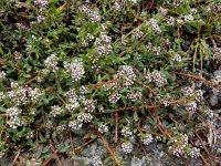 Corrigiola telephiifolia 2, Saxifraga-Ed Stikvoort