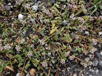 Corrigiola telephiifolia 3, Saxifraga-Ed Stikvoort