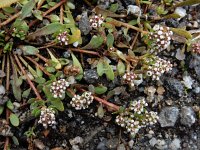 Corrigiola telephiifolia 4, Saxifraga-Ed Stikvoort