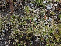 Corrigiola telephiifolia 6, Saxifraga-Ed Stikvoort