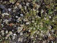 Corrigiola telephiifolia 7, Saxifraga-Ed Stikvoort