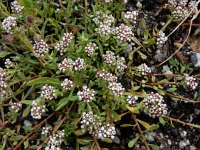 Corrigiola telephiifolia 8, Saxifraga-Ed Stikvoort