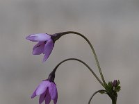 Cortusa matthioli 2, Saxifraga-Luuk Vermeer