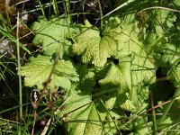 Cortusa matthioli 3, Saxifraga-Sonja Bouwman  Geluksklokje - Cortusa matthioli - Primulaceae familie; Val Sinestra (Zw)