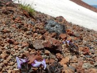 Corydalis alpestris