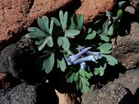 Corydalis alpestris 2, Saxifraga-Ed Stikvoort