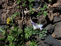 Corydalis alpestris 5, Saxifraga-Ed Stikvoort