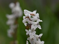 Corydalis cava 27, Holwortel, Saxifraga-Luuk Vermeer