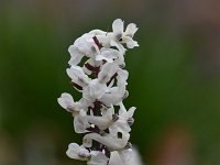 Corydalis cava 28, Holwortel, Saxifraga-Luuk Vermeer