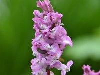 Corydalis cava 29, Holwortel, Saxifraga-Luuk Vermeer