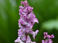 Corydalis cava 30, Holwortel, Saxifraga-Luuk Vermeer