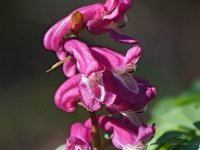 Corydalis cava 33, Holwortel, Saxifraga-Hans Dekker