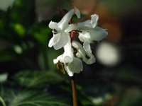 Corydalis cava 34, Holwortel, Saxifraga-Hans Dekker