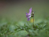 Corydalis solida 60, Vingerhelmbloem, Saxifraga-Luuk Vermeer