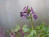 Corydalis solida 62, Vingerhelmbloem, Saxifraga-Luuk Vermeer