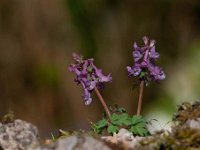 Corydalis solida 64, Vingerhelmbloem, Saxifraga-Luuk Vermeer