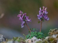 Corydalis solida 65, Vingerhelmbloem, Saxifraga-Luuk Vermeer