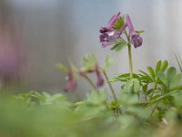 Corydalis solida 66, Vingerhelmbloem, Saxifraga-Luuk Vermeer