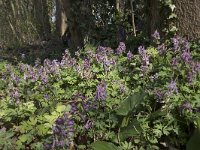 Corydalis solida 73, Vingerhelmbloem, Saxifraga-Willem van Kruijsbergen