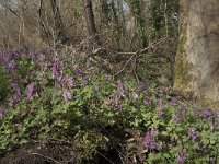 Corydalis solida 74, Vingerhelmbloem, Saxifraga-Willem van Kruijsbergen