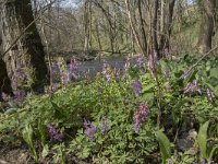 Corydalis solida 77, Vingerhelmbloem, Saxifraga-Willem van Kruijsbergen