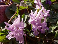 Corydalis solida 78, Vingerhelmbloem, Saxifraga-Hans Grotenhuis