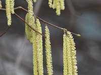 Corylus avellana 69, Hazelaar, Saxifraga-Luuk Vermeer