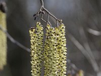 Corylus avellana 70, Hazelaar, Saxifraga-Luuk Vermeer