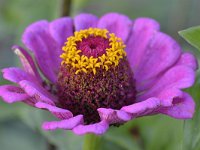 Cosmos bipinnatus 12, Cosmos, Saxifraga-Tom Heijnen