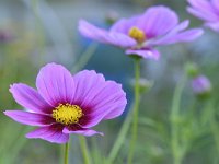 Cosmos bipinnatus 13, Cosmos, Saxifraga-Tom Heijnen