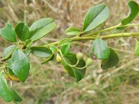 Cotoneaster dammeri 2, Saxifraga-Rutger Barendse