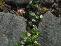 Cotoneaster dammeri 2, Tapijtcotoneaster, Saxifraga-Ed Stikvoort