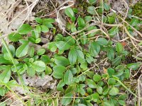 Cotoneaster dammeri 3, Tapijtcotoneaster, Saxifraga-Rutger Barendse