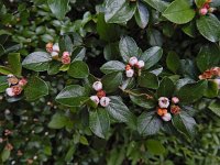 Cotoneaster integerrimus 10, Saxifraga-Ed Stikvoort