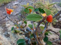 Cotoneaster integerrimus 14, Saxifraga-Ed Stikvoort